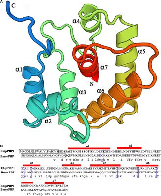 Pheromone Binding Protein EhipPBP1 Is Highly Enriched in the Male Antennae of the Seabuckthorn Carpenterworm and Is Binding to Sex Pheromone Components